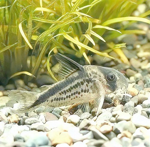 金龍魚與哪些生肖有間接關(guān)聯(lián)？