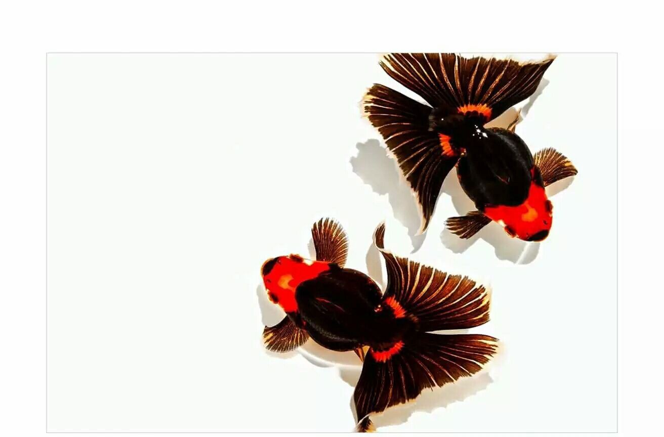 觀賞魚頭部腐爛