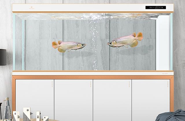 可麗愛魚缸怎么樣？（可麗愛魚缸怎么樣）