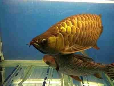 金龍魚上海公司總部地址 金龍魚上海公司總部地址 龍魚百科 第5張