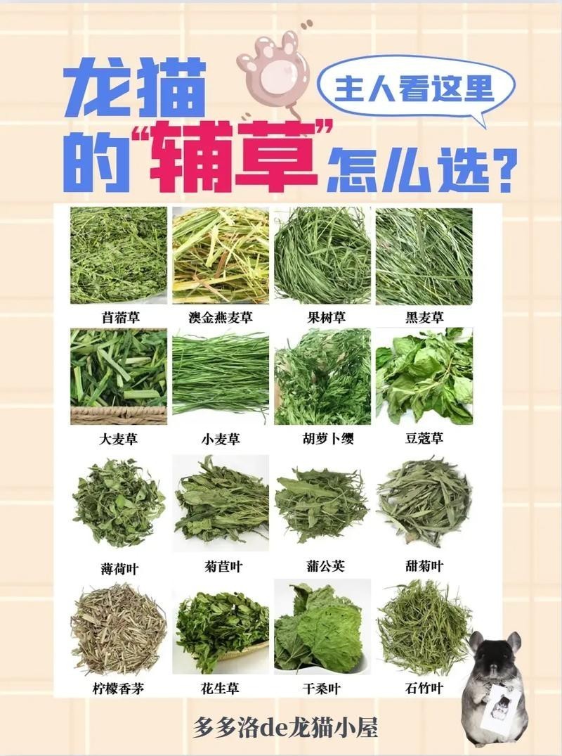 龍貓懷孕后需要補充哪些營養(yǎng)？
