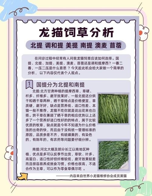 龍貓懷孕后需要補充哪些營養(yǎng)？
