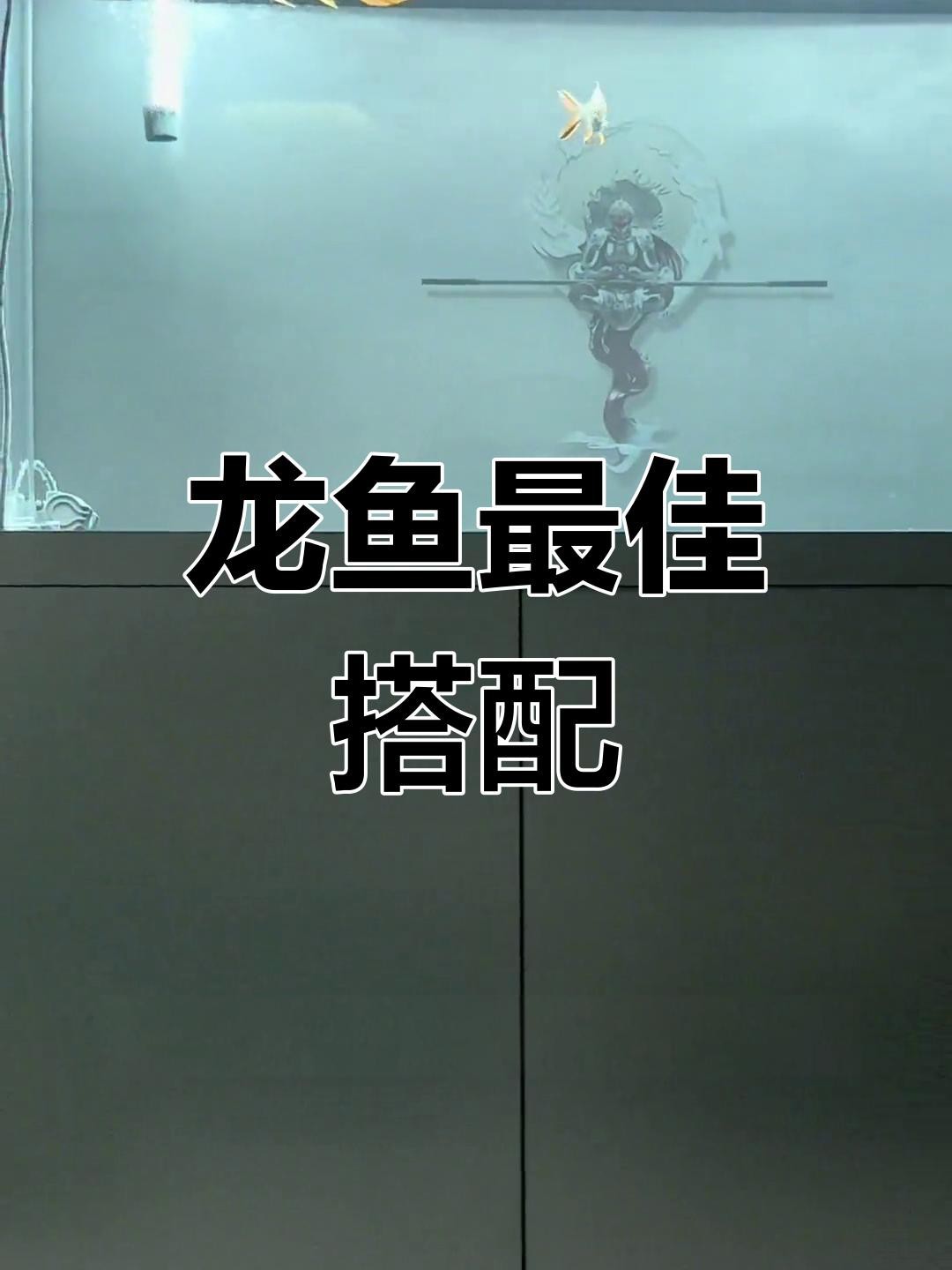龍魚配什么魚最上檔次視頻