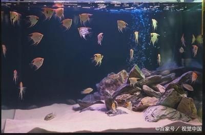 魚缸水質管理的具體方法：魚缸水質管理方法 魚缸水質管理的具體方法：魚缸水質管理方法 魚缸百科 第1張