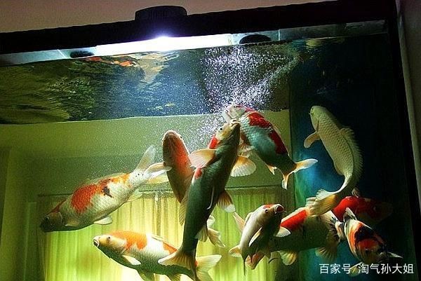 魚缸水質管理的具體方法：魚缸水質管理方法 魚缸水質管理的具體方法：魚缸水質管理方法 魚缸百科 第4張