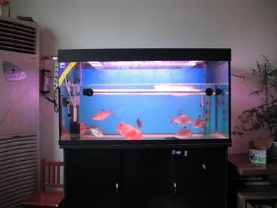 魚缸過濾器哪家好（eheim魚缸過濾器的優(yōu)勢）