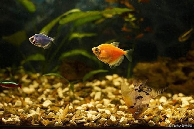 龍魚缸細菌 龍魚缸細菌 龍魚百科 第5張
