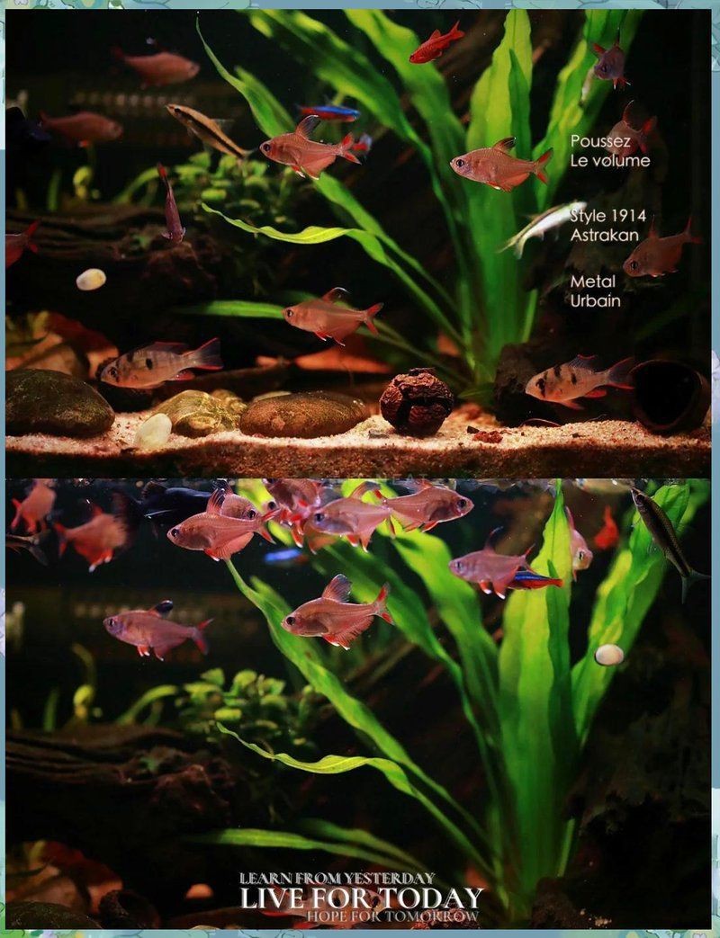紅大勾魚兇不兇