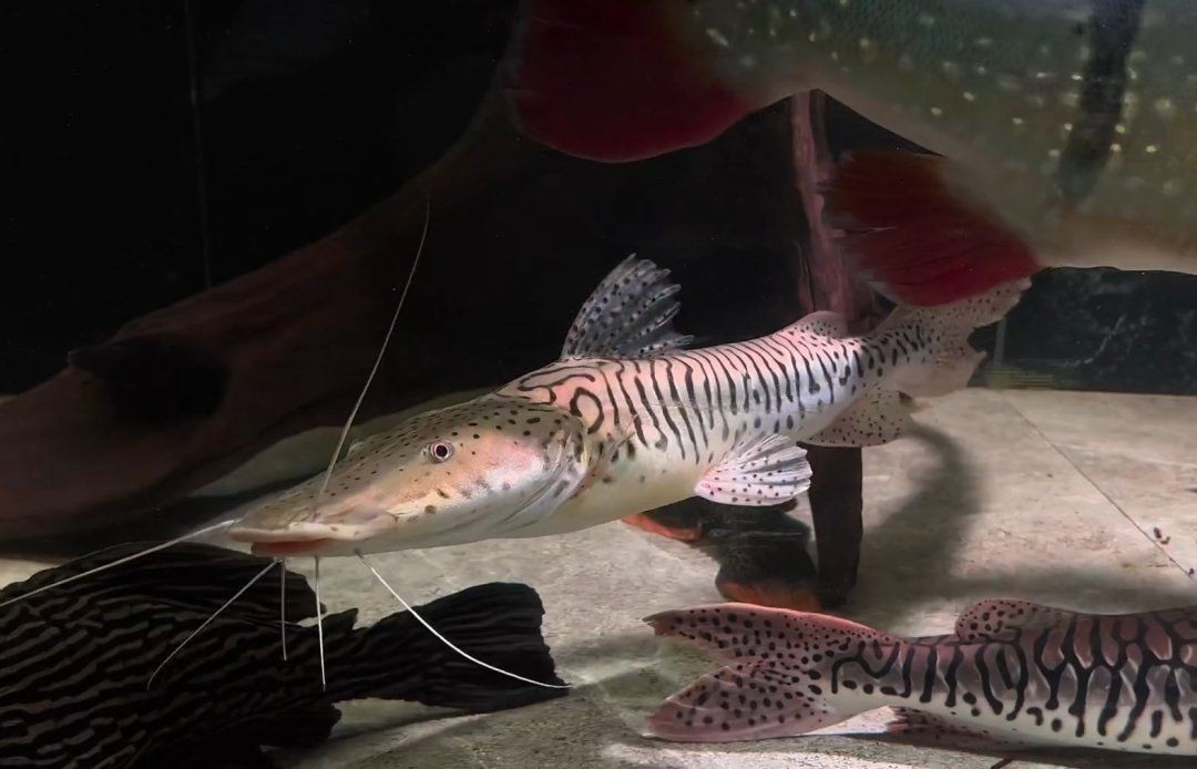 虎紋鴨嘴魚 龍魚論壇 第10張 虎紋鴨嘴魚 虎紋鴨嘴魚 龍魚論壇 第10張
