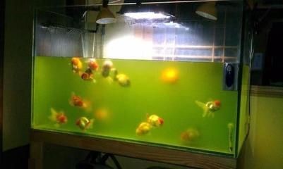 魚缸里長綠藻怎么辦(魚缸里長綠藻怎么辦魚缸里長綠藻怎么辦) 魚缸百科 第1張 魚缸里長綠藻怎么辦(魚缸里長綠藻怎么辦魚缸里長綠藻怎么辦) 魚缸里長綠藻怎么辦(魚缸里長綠藻怎么辦魚缸里長綠藻怎么辦) 魚缸百科 第1張