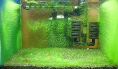 魚缸里長綠藻怎么辦(魚缸里長綠藻怎么辦魚缸里長綠藻怎么辦) 魚缸百科 第5張 魚缸里長綠藻怎么辦(魚缸里長綠藻怎么辦魚缸里長綠藻怎么辦) 魚缸里長綠藻怎么辦(魚缸里長綠藻怎么辦魚缸里長綠藻怎么辦) 魚缸百科 第5張
