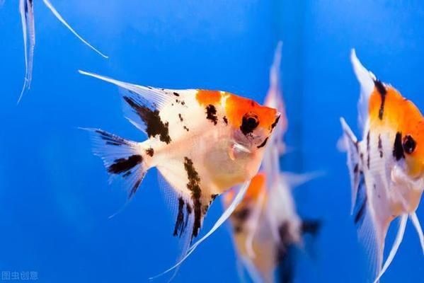 龍魚吃飼料好還是吃活食好：龍魚吃飼料好還是活食好