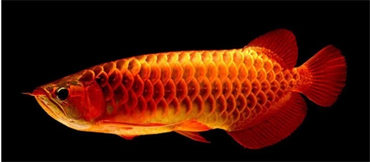 龍魚可以吃小白條嗎有毒嗎