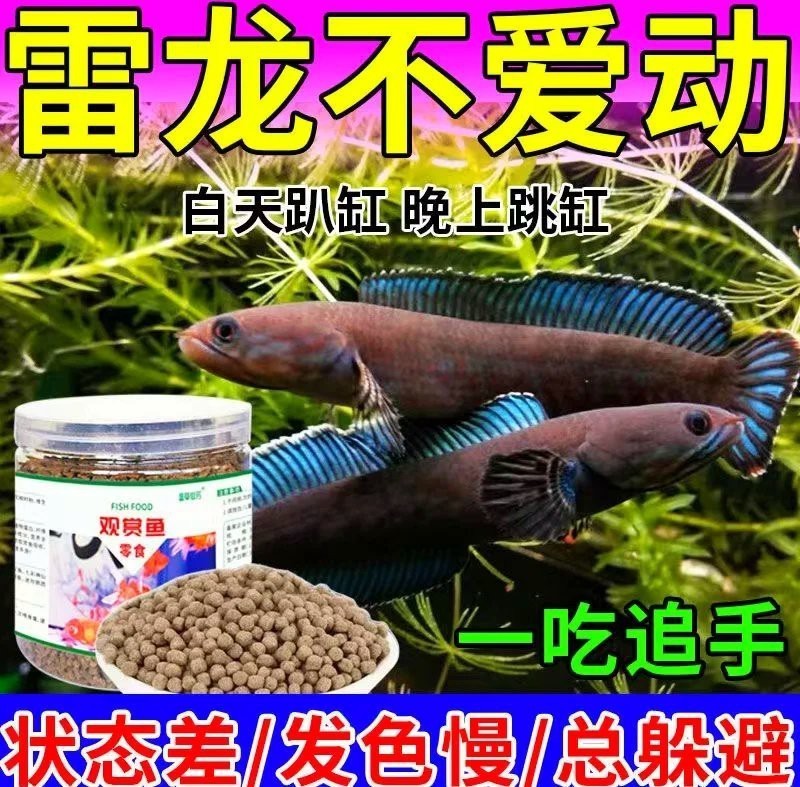 雷龍魚最愛吃三種菜 雷龍魚最愛吃三種菜 龍魚論壇 第4張