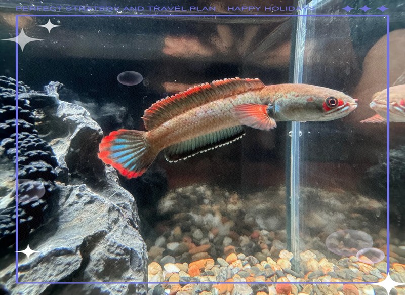 雷龍魚最愛吃三種菜 雷龍魚最愛吃三種菜 龍魚論壇 第7張