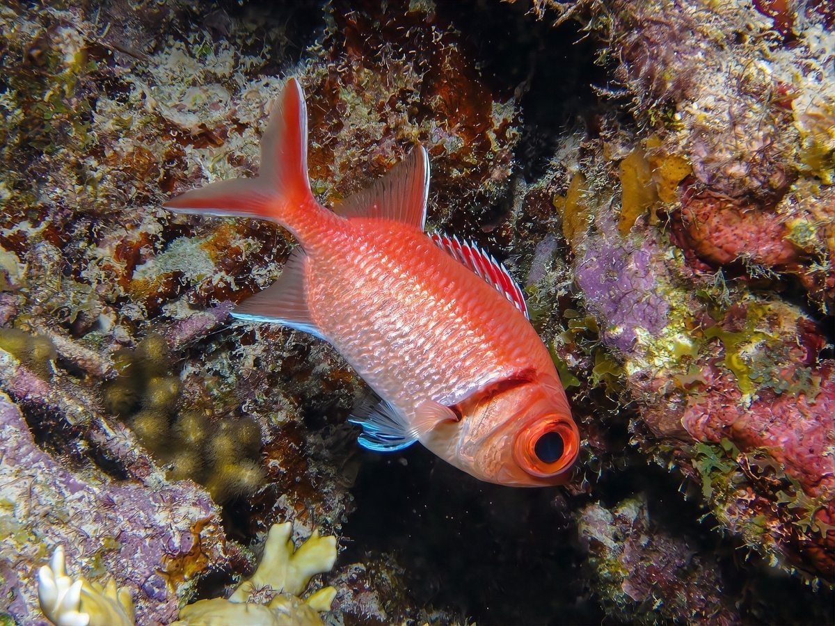 黃金貓魚最忌三種東西