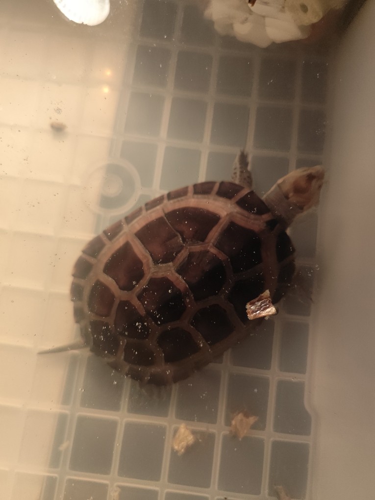 這是在脫殼嗎？ 這是在脫殼嗎？ 龍魚論壇