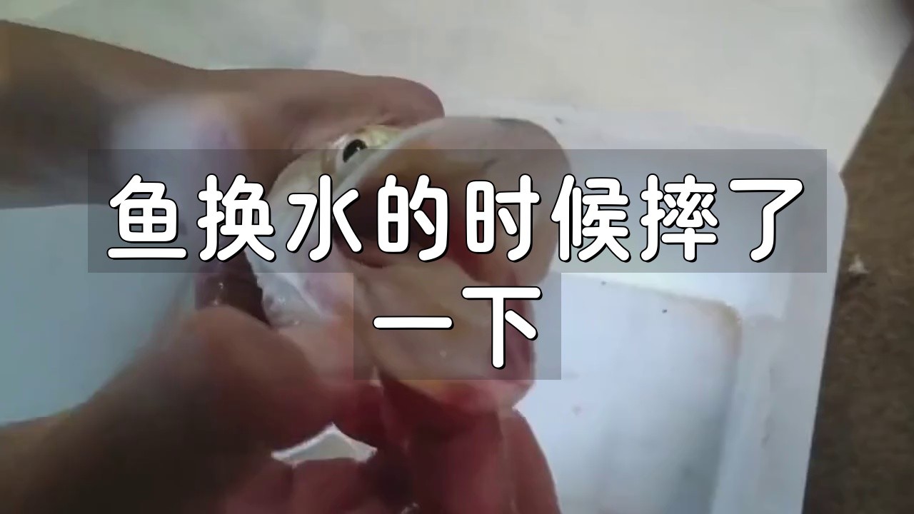 龍魚摔傷后如何預(yù)防感染？ 龍魚摔傷后如何預(yù)防感染？ 龍魚論壇 第1張