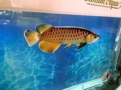 龍魚吃小金魚好嗎：探討龍魚是否吃小金魚時需從生物學以及實際行為分析