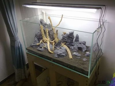 放水草泥到底濾魚(yú)缸是涉及到魚(yú)缸維護(hù)和水草生長(zhǎng)的過(guò)程：底濾魚(yú)缸的日常維護(hù)和保養(yǎng)