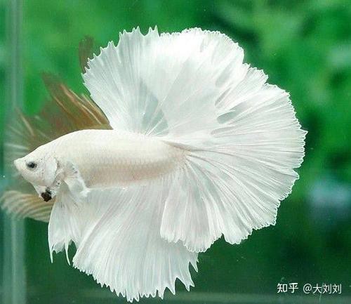 南方巨獸龍vs棘背龍