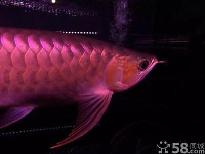 常州龍魚那家好:常州龍魚哪家做的比較好 龍魚百科 第2張 常州龍魚那家好:常州龍魚哪家做的比較好 常州龍魚那家好:常州龍魚哪家做的比較好 龍魚百科 第2張