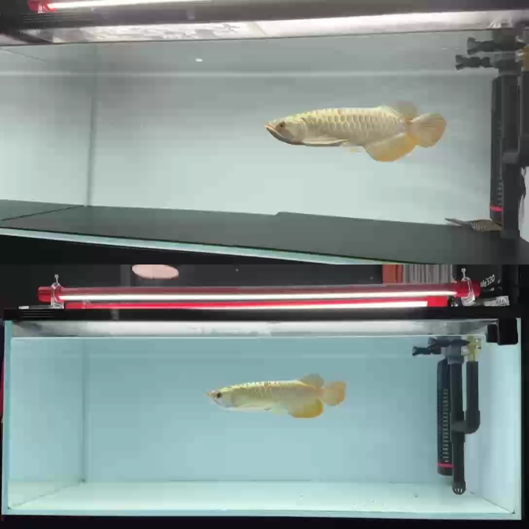 養(yǎng)魚就是折騰 換個(gè)黑底