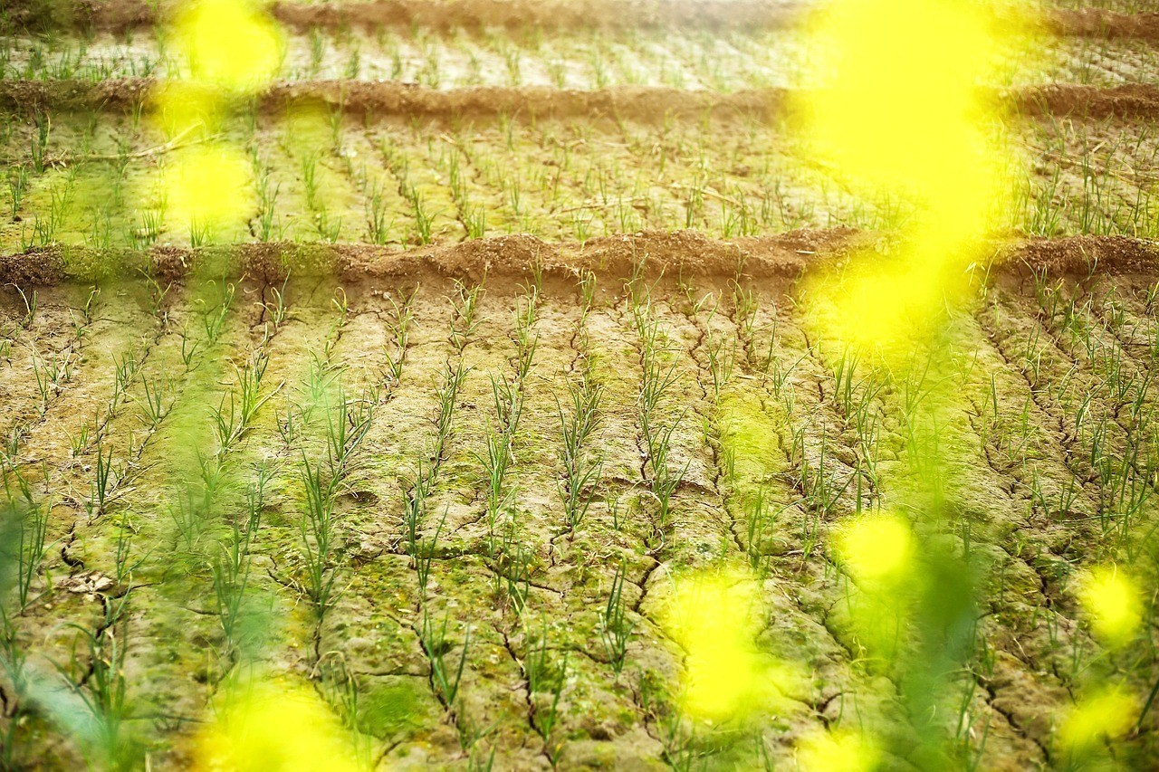 海勃灣區(qū)花田喜事花卉店