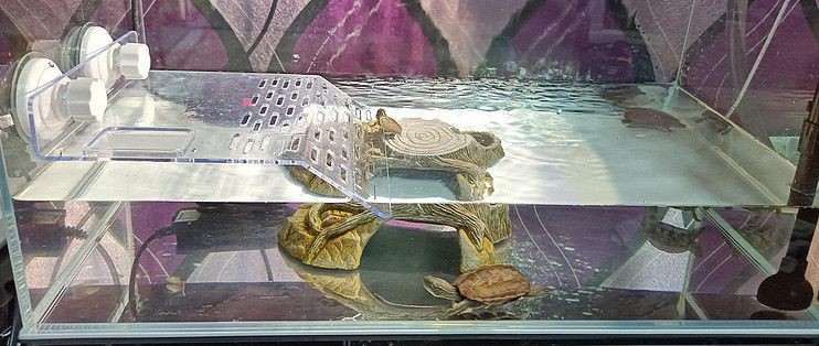 龍魚缸適合養(yǎng)什么龜：適合與龍魚混養(yǎng)的幾種龜類