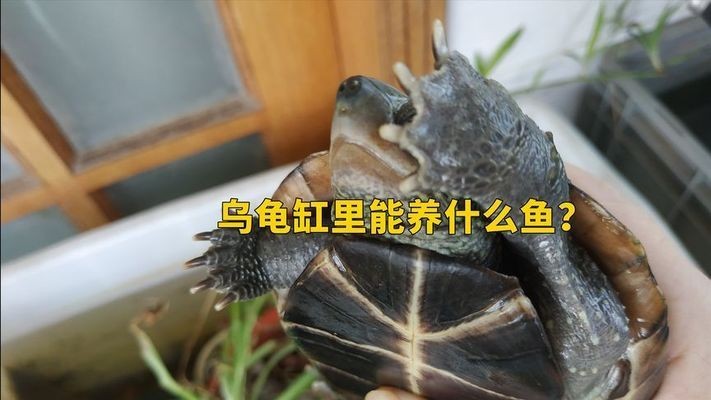 龍魚缸適合養什么龜：適合與龍魚混養的幾種龜類