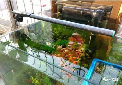 魚缸過濾器哪種最好最實用：如何選擇魚缸過濾器