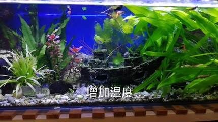 魚缸過濾器哪種最好最實用：如何選擇魚缸過濾器