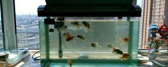魚缸過濾器哪種最好最實用：如何選擇魚缸過濾器 魚缸過濾器哪種最好最實用：如何選擇魚缸過濾器 魚缸百科 第5張