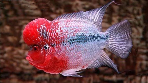 如何調控魚缸內的酸堿度：自然調節魚缸酸堿度的方法
