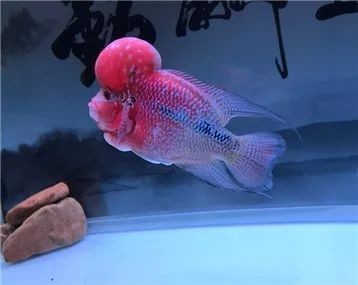 如何調控魚缸內的酸堿度：自然調節魚缸酸堿度的方法