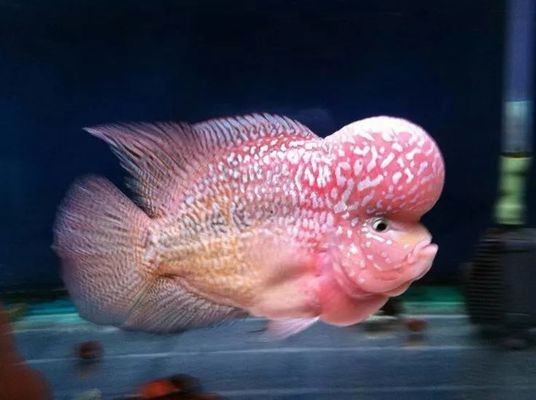 如何調控魚缸內的酸堿度：自然調節魚缸酸堿度的方法