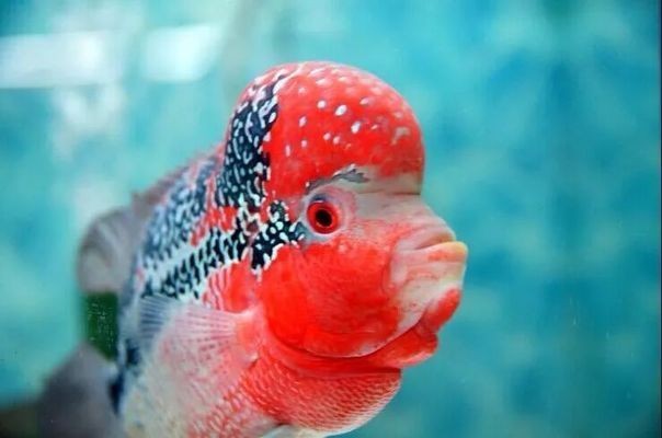龍魚缸晚上是開燈還是少關燈，龍魚缸led燈24小時開著可以嗎，魚缸燈24小時開著行嗎