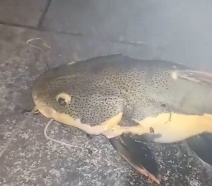 紅尾鯰魚狗仔鯨