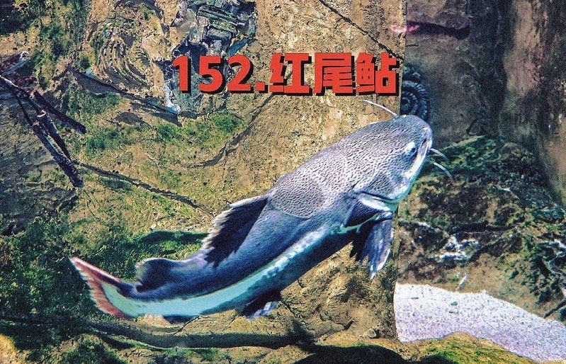 紅尾鯰魚狗仔鯨