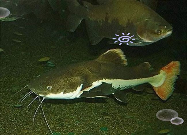 紅尾鯰魚狗仔鯨