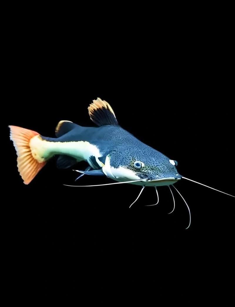 紅尾鯰魚狗仔鯨
