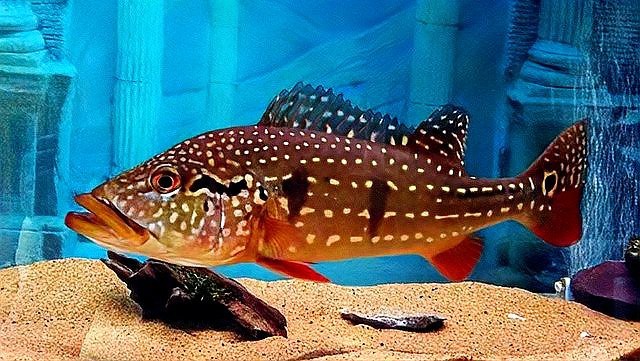 帝王三間魚怎么養 帝王三間魚怎么養 龍魚論壇 第4張