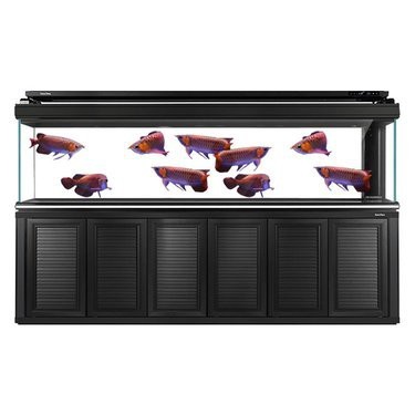 哪種龍魚體形最小