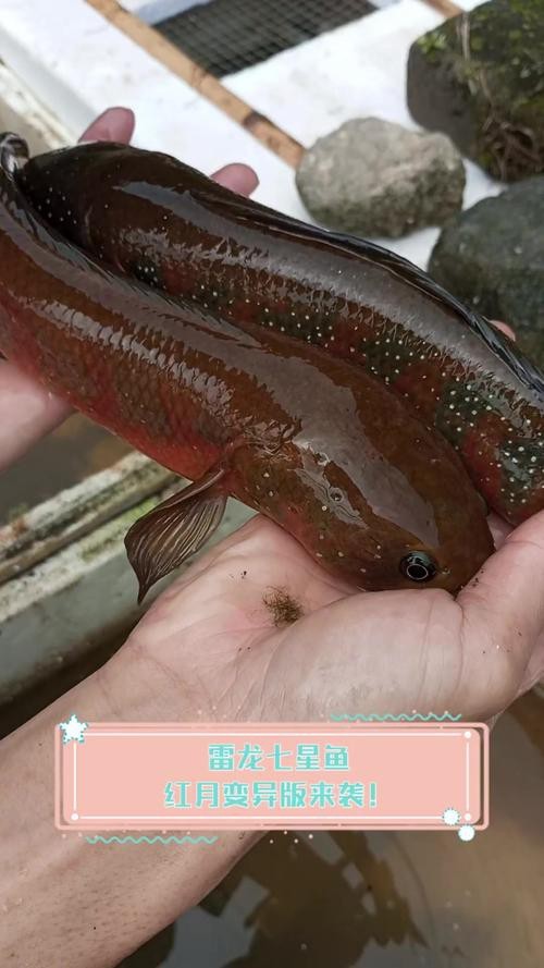 七星魚跟雷龍魚圖片對比