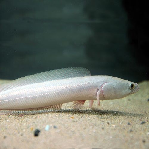 七星魚跟雷龍魚圖片對比