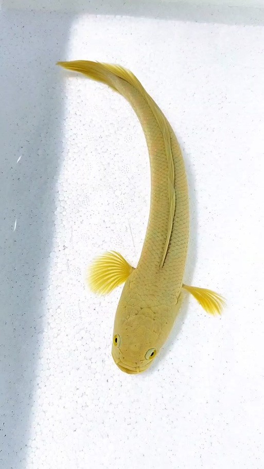 七星魚跟雷龍魚圖片對比