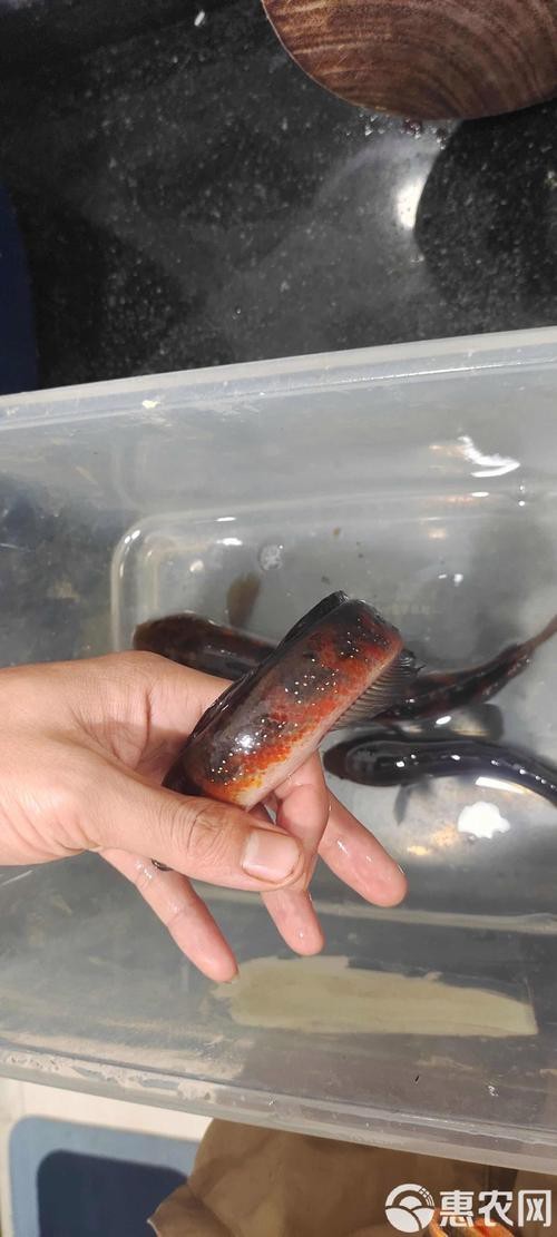 七星魚跟雷龍魚圖片對比