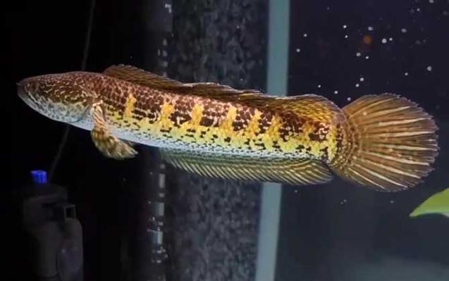 七星魚跟雷龍魚圖片對比