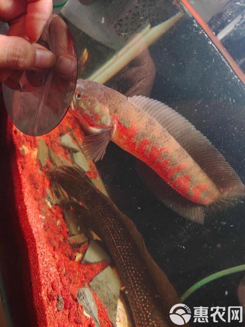 七星魚跟雷龍魚圖片對比