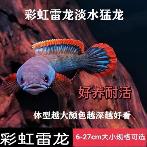 七星魚跟雷龍魚圖片對比